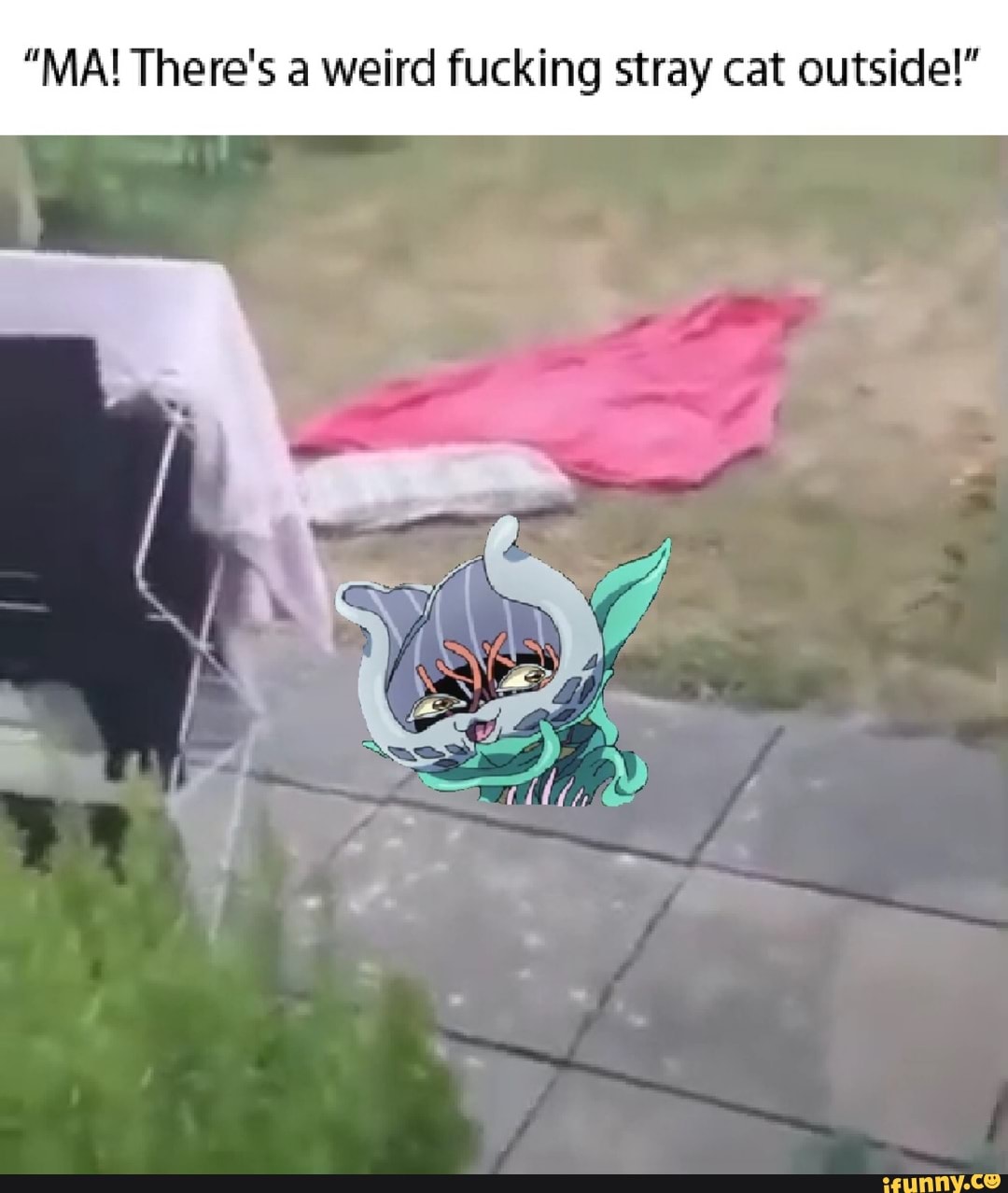 ma there's a stray cat