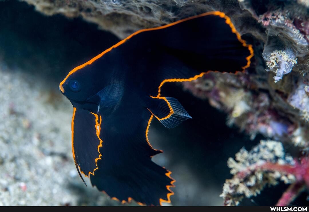 mildly_interesting, interesting, nature, amazing