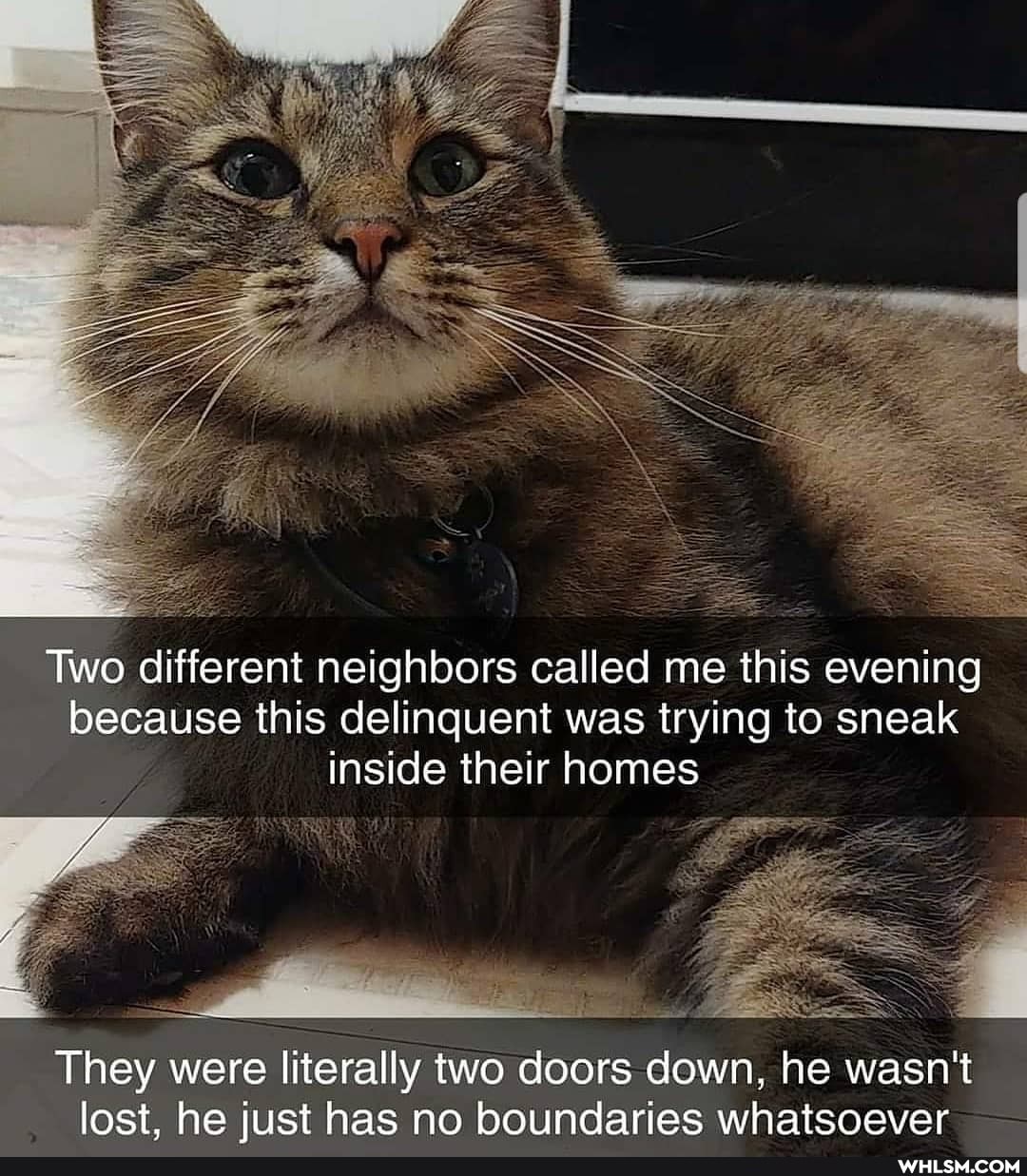 Two different neighbors called me this evening because this delinquent was trying to sneak inside their homes
They were literally two doors down, he wasn't lost. he just has no boundaries whatsoever