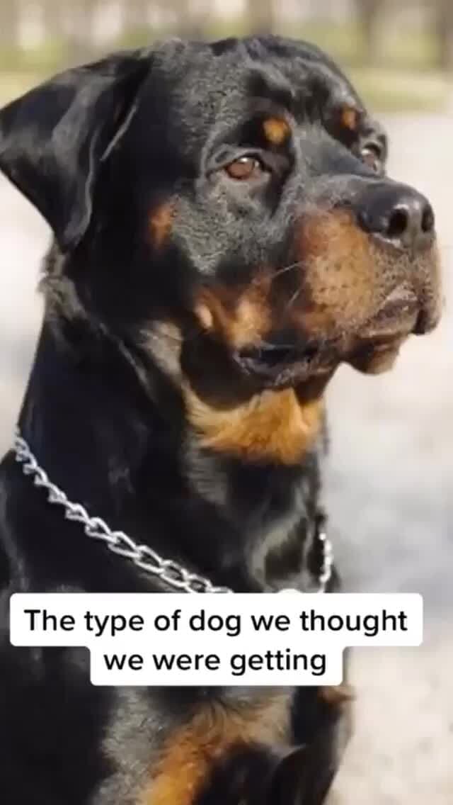 The type of dog we thought we were getting