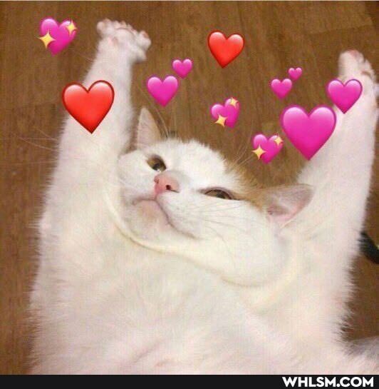 cat, kitty, love, reaction_image, wholesome_memes