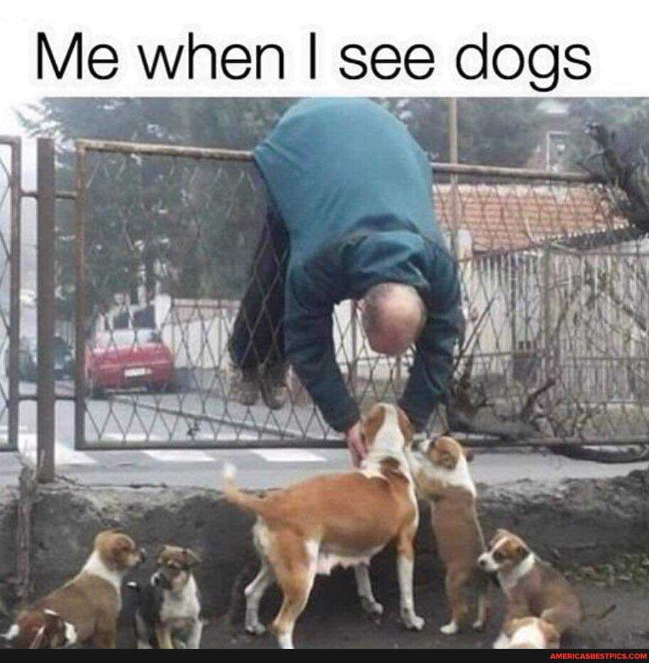 Me when I see dogs