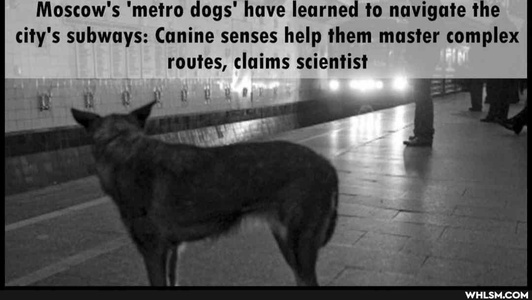 Moscow's 'metro clogs' have learned to navigate the city's subways: Canine senses help them master complex routes, claims scientist
om