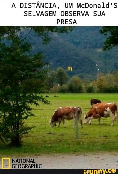 A DISTÂNCIA, UM McDonald'S SELVAGEM OBSERVA SUA PRESA