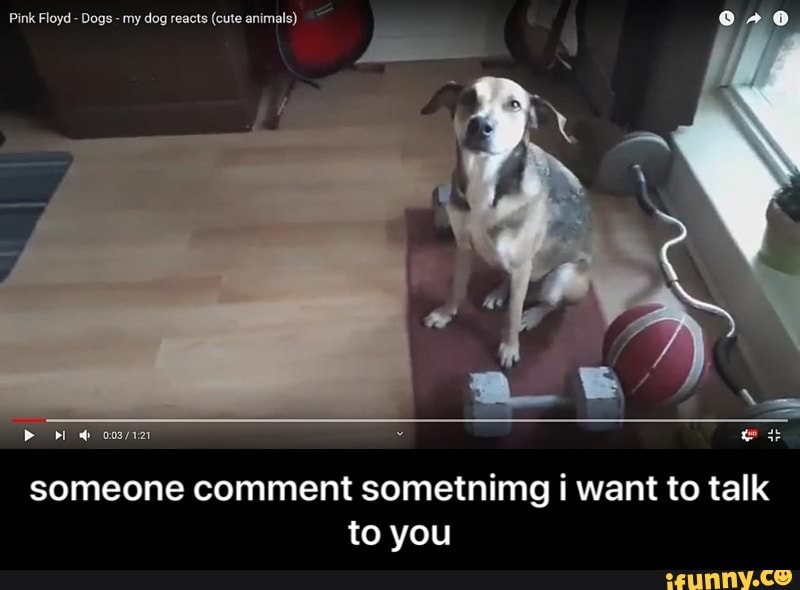 Pink Floyd - Dogs - my dog reacts (cute animals)
someone comment sometnimg i want to talk to you - someone comment sometnimg i want to talk to you