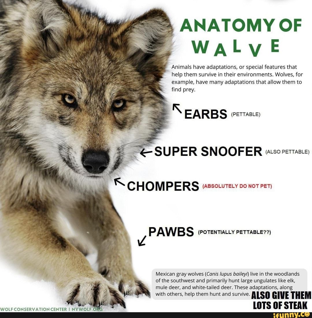 ANATOMY OF WALWE Animals have adaptations, or special features that help  them survive in their environments.