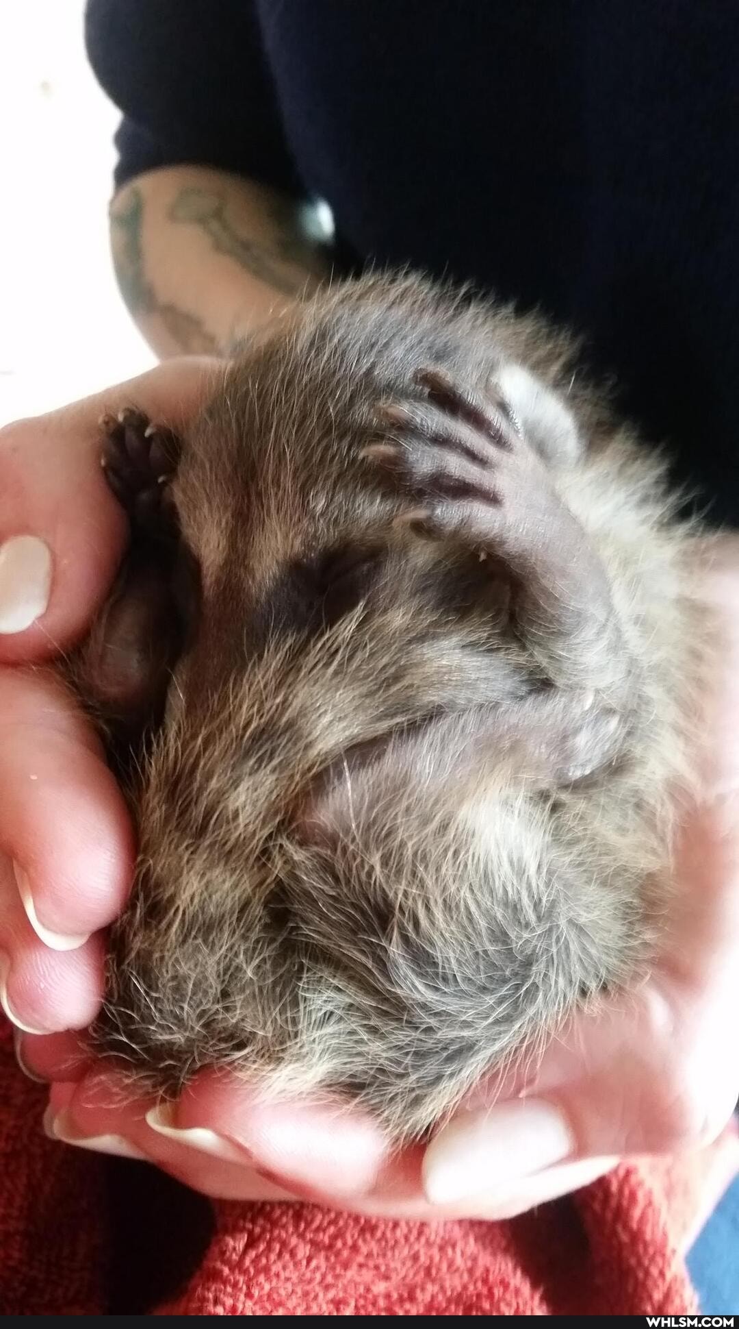 racnoon, baby_animals, racnoons, fy, ff