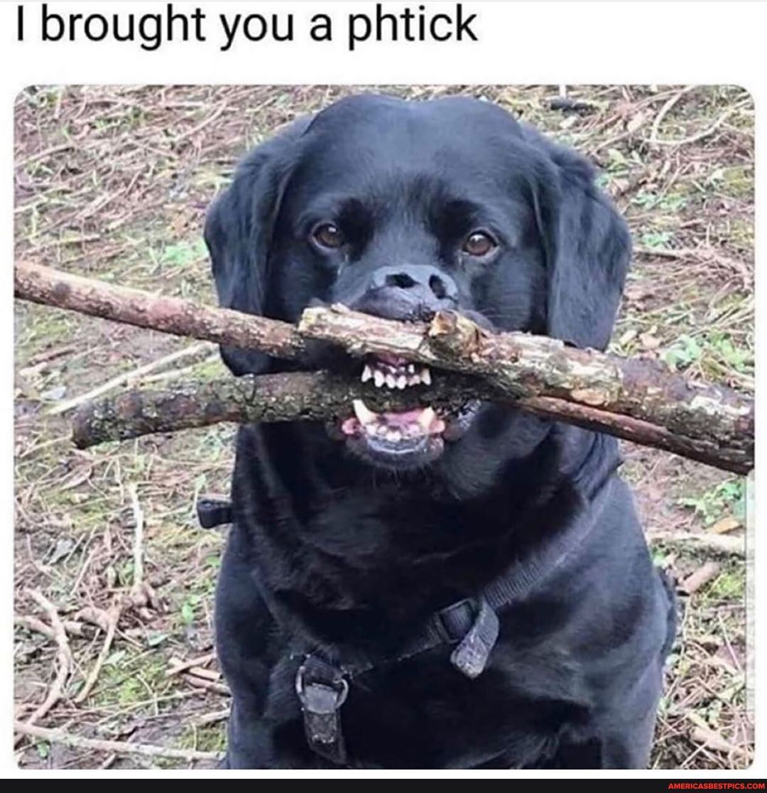 I brought you a phtick