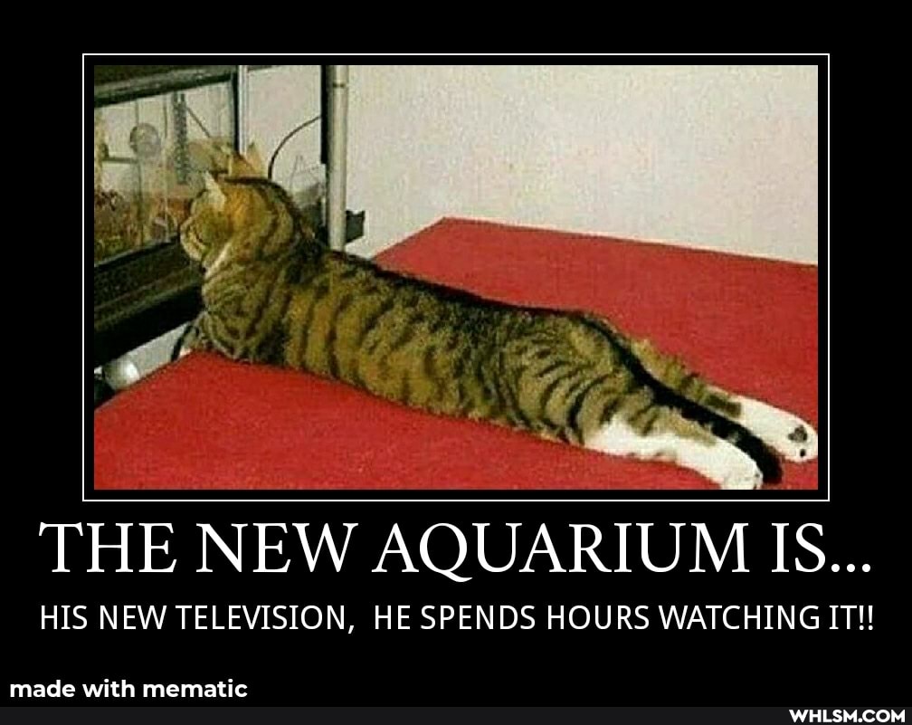 Ci
THE NEW AQUARIUM IS...
HIS NEW TELEVISION, HE SPENDS HOURS WATCHING IT!!
made wit
mematic