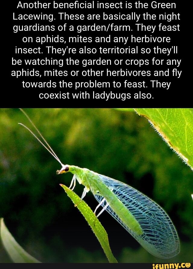 Another beneficial insect is the Green Lacewing. These are basically
