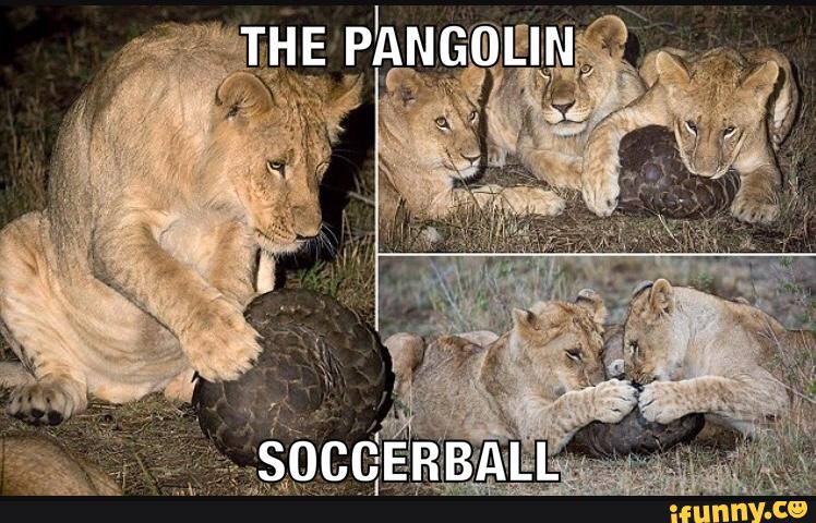 endangered, save, pangolin, soccer, help