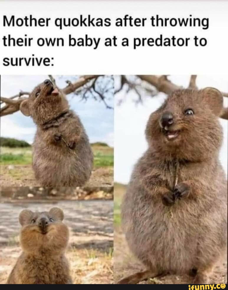 Quokkas memes. Best Collection of funny Quokkas pictures on iFunny