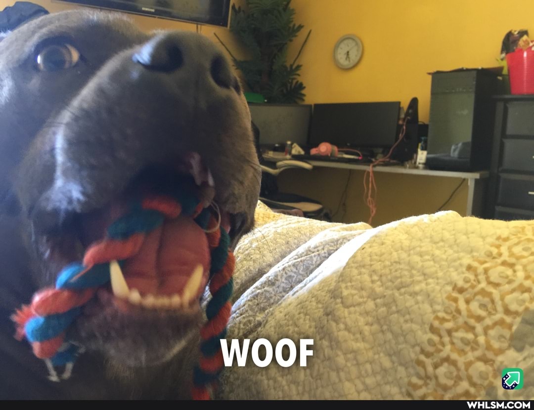 doggo, advice_animals