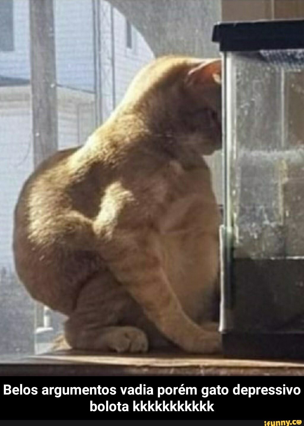 Belos argumentos vadia porém gato depressivo bolota - Belos argumentos vadia porém gato depressivo bolota kkkkkkkkkkk