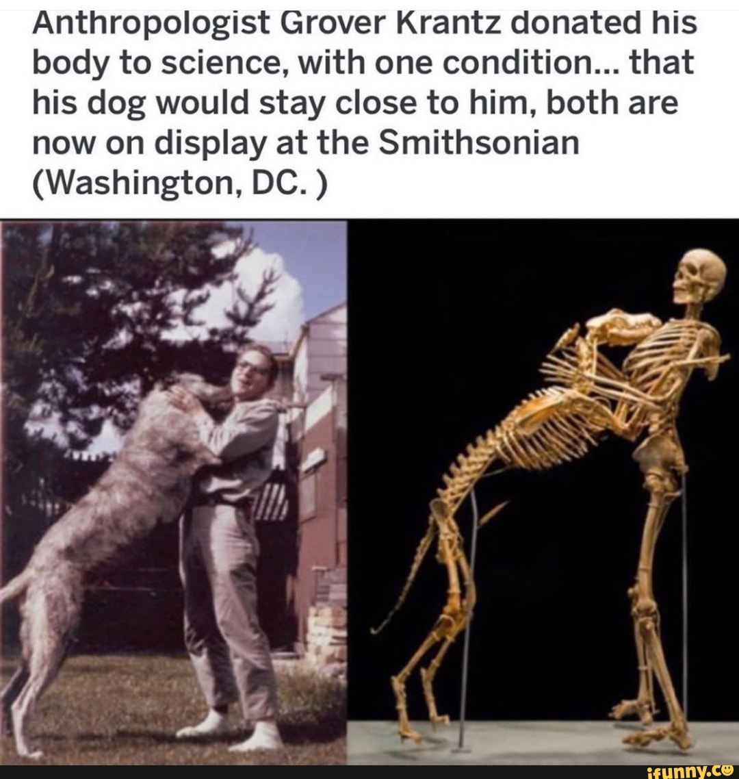 Anthropologist Grover Krantz donated his
body to science, with one condition... that
his dog would stay close to him, both are
now on display at the Smithsonian