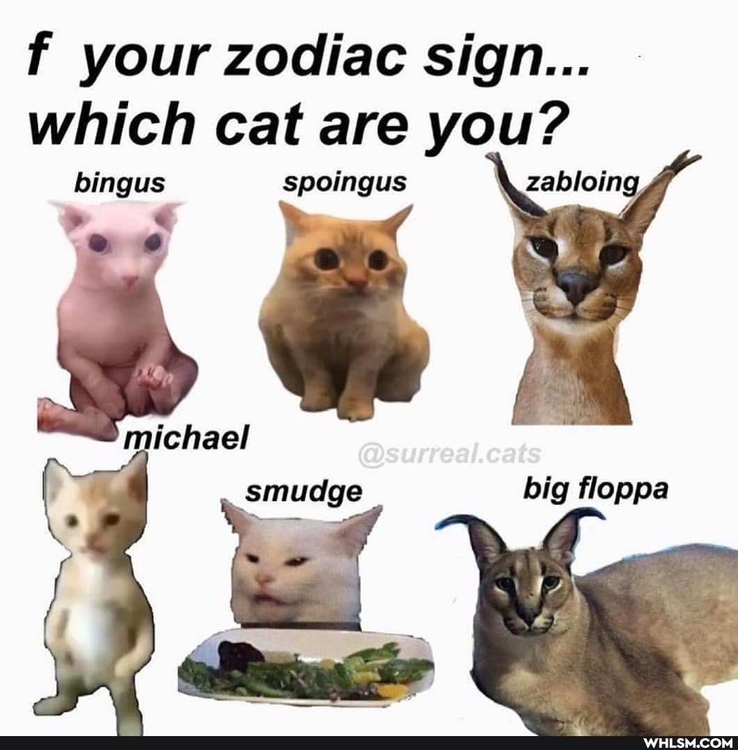 f your zodiac sign...
which bingus cat are spoingus your
ge smudge
big floppa
AN