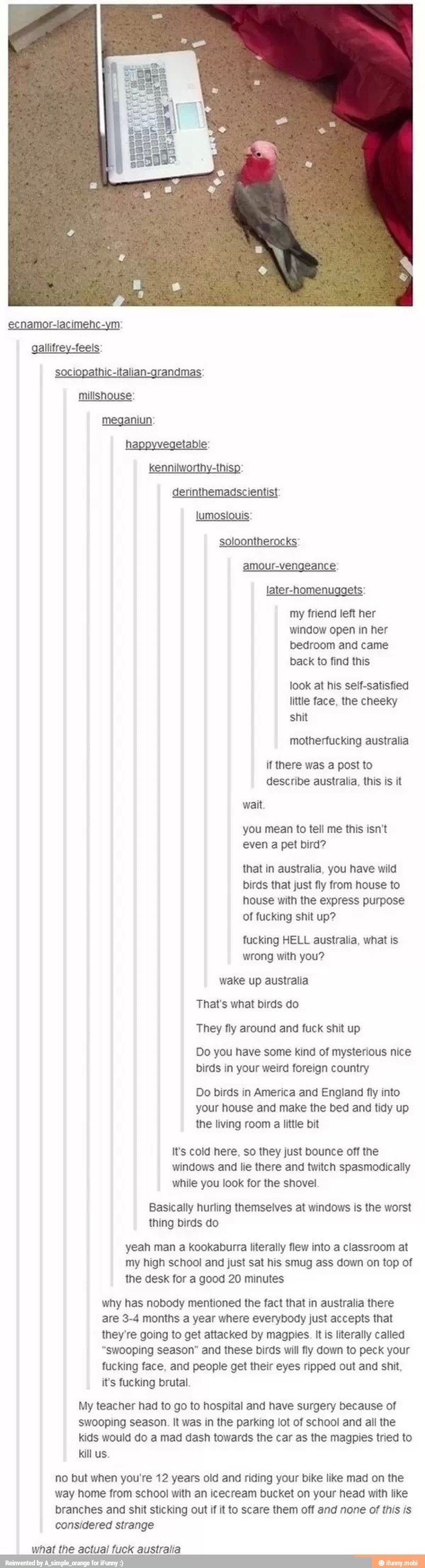 sociopathic-italian-grandmas:
milishouse:
later-homen: ts:
my friend left her
window open in her
bedroom and came
back to find this
look at his self-satisfied
little face, the cheeky
shit
motherfucking australia
if there was a post to
describe australia, this is it
wait
you mean to tell me this isn't
even a pet bird?