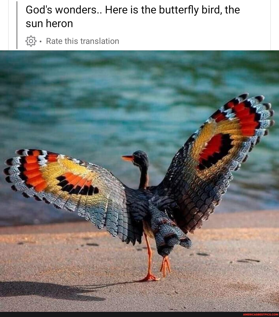 God's wonders.. Here is the butterfly bird, the sun heron Rate this