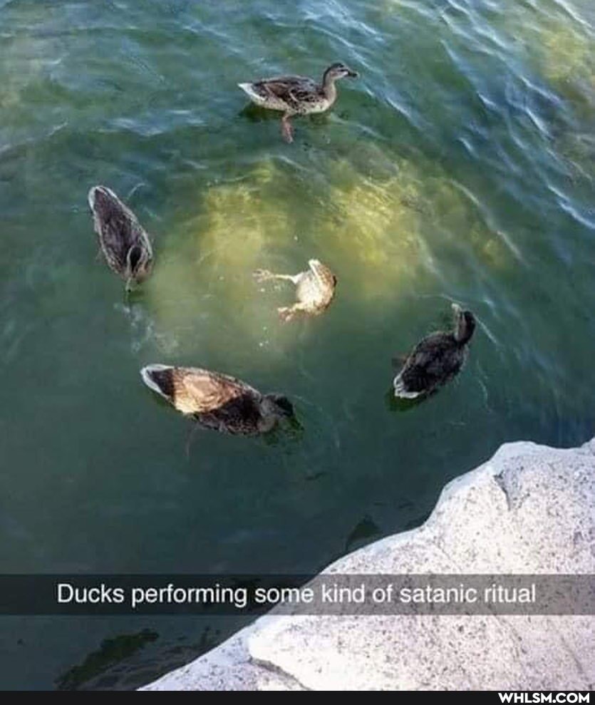 Ducks performing son