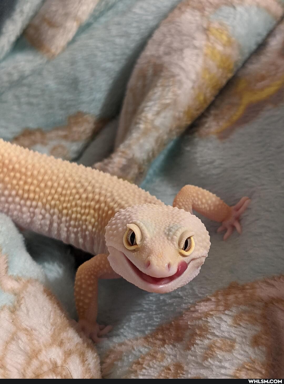 smile, leopard_gecko