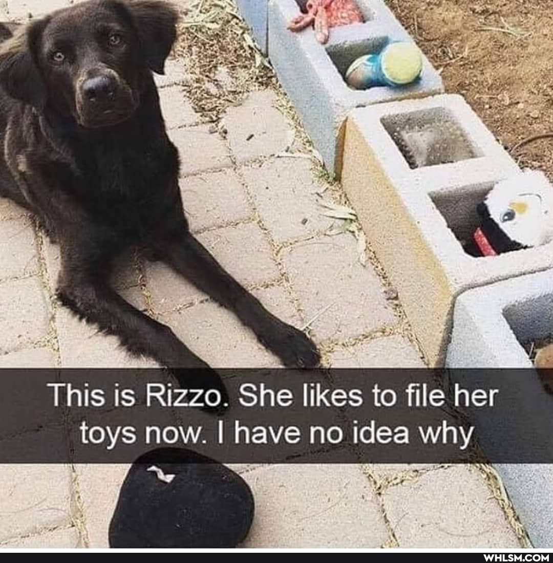 This is Rizzo. She likes to file her toys now. I have no idea why
