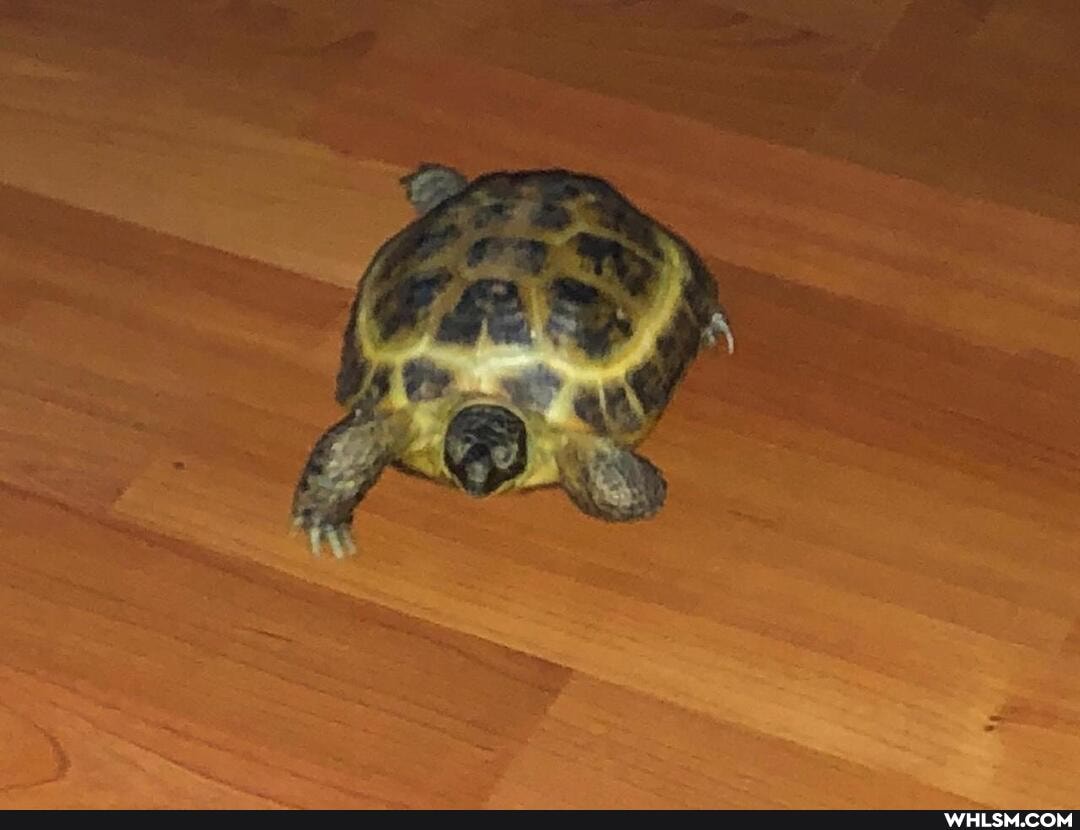 turtle, cuteness_overload