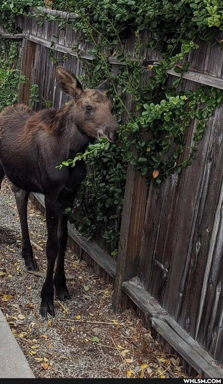 moose, nature, baby_animals