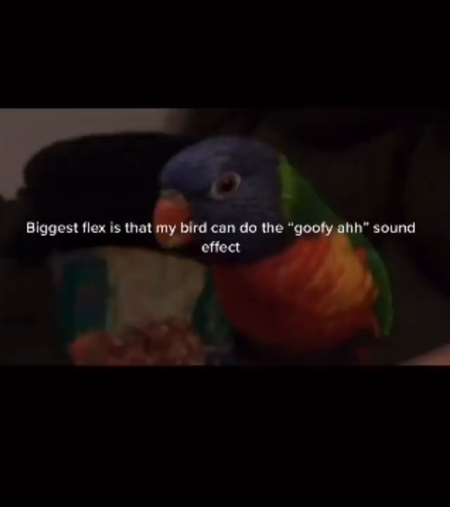Biggest flex fs that my bird can de the goofy ahh* sound effect - iFunny