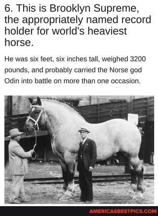 6. This is Brooklyn Supreme, the appropriately named record holder for world's heaviest horse.
He was six feet, six inches tall, weighed 3200 pounds, and probably carried the Norse god
Odin into battle on more than one occasion.