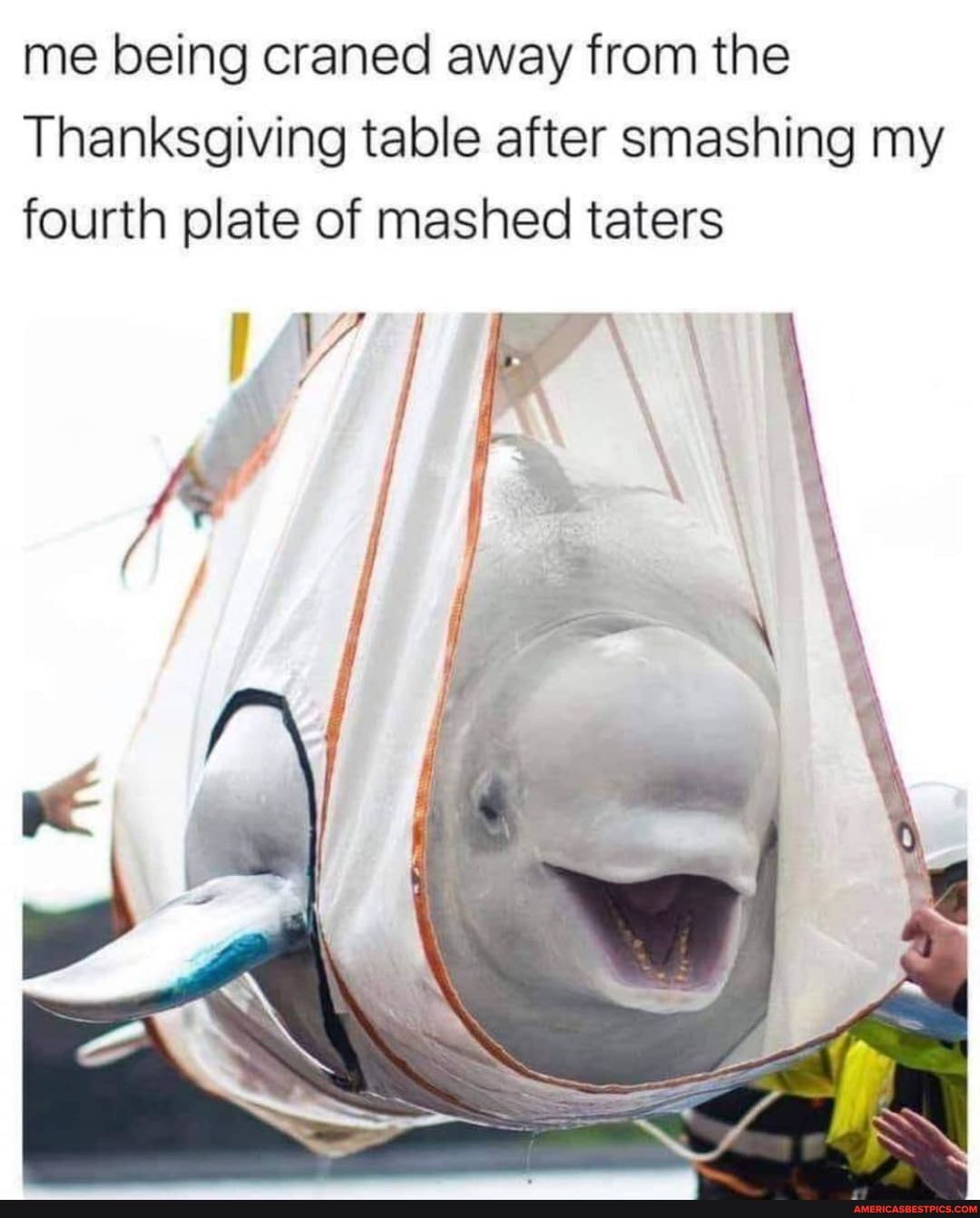 me being craned away from the
Thanksgiving table after smashing my fourth plate of mashed taters