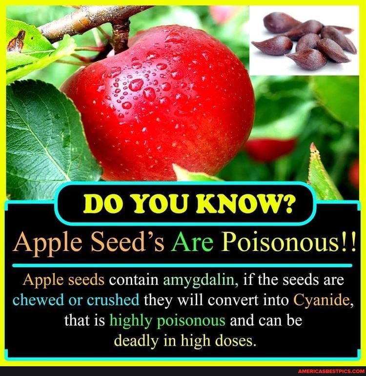 DO YOU KNOW? Apple Seed's Are Poisonous!! Apple seeds contain amygdalin