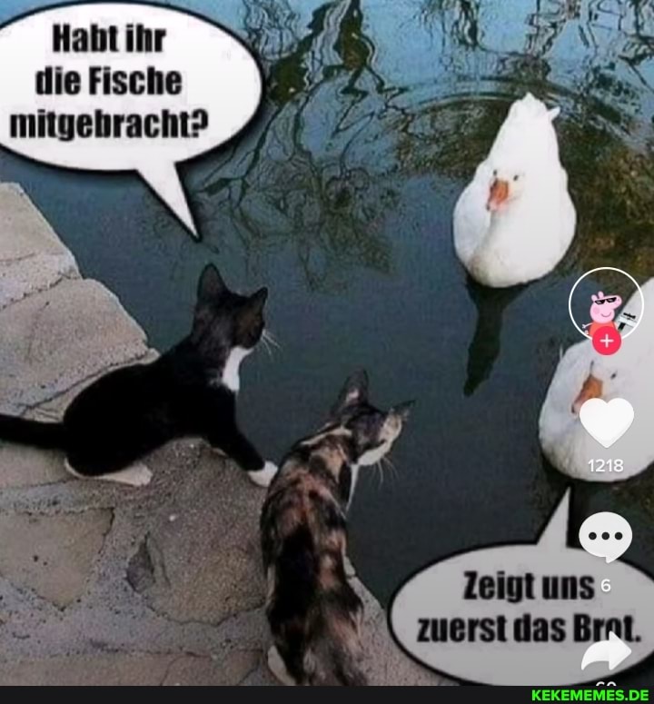 Habt ihr
die Fische mitgebracht?
leigt uns zuerst das Brat.