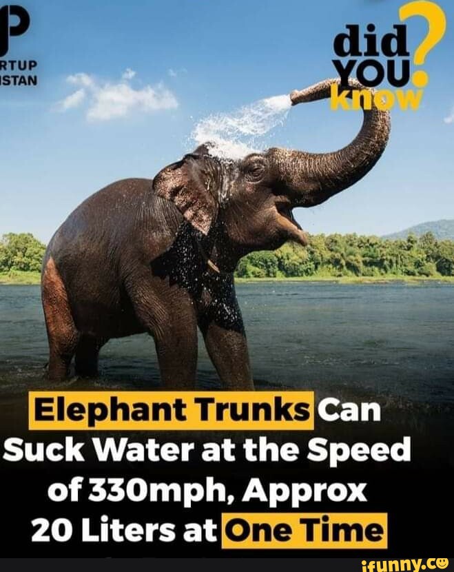 Elephant Trunks Can Suck Water at 330 Miles Per Hour, Smart News