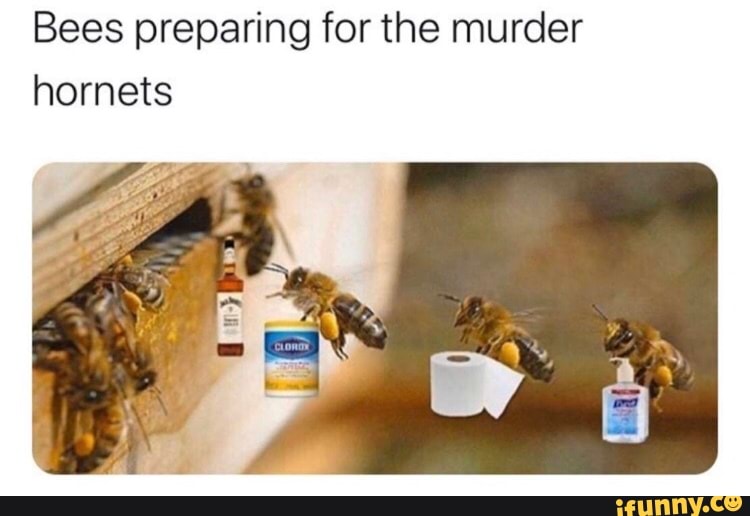 Bees Preparing For The Murder Hornets