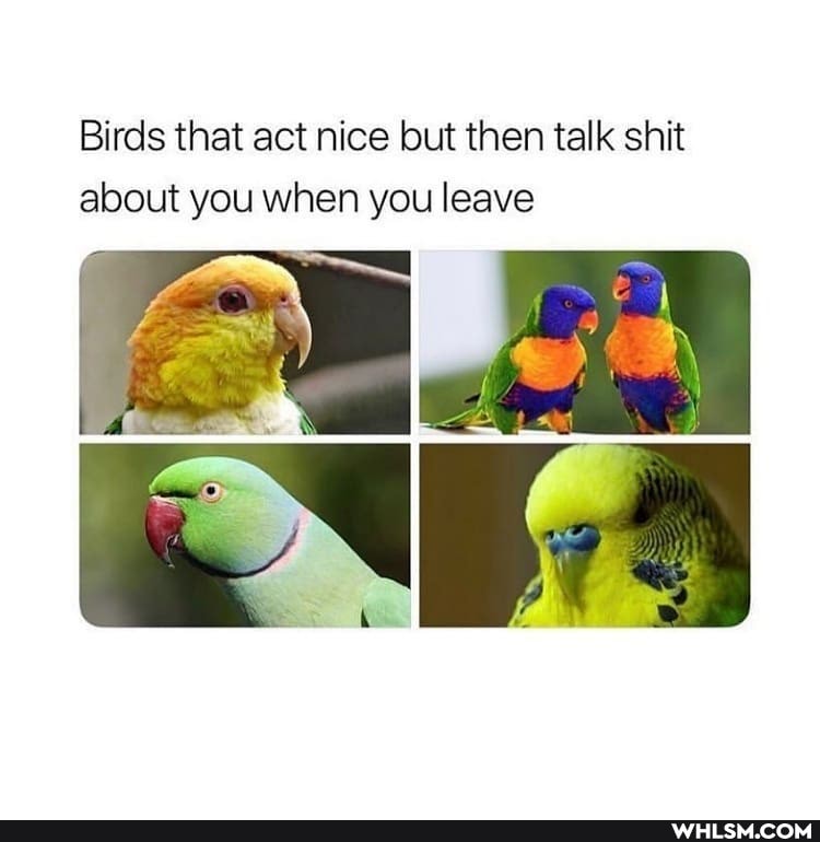Birds that act nice but then talk shit about you when you leave