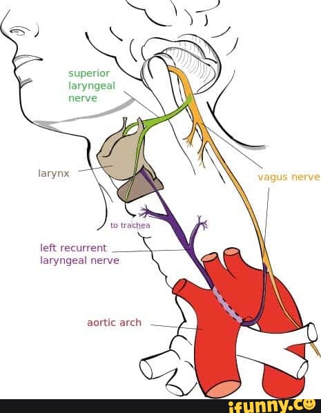 Superior laryngeal nerve larynx vagus nerve to traches left recurrent ...