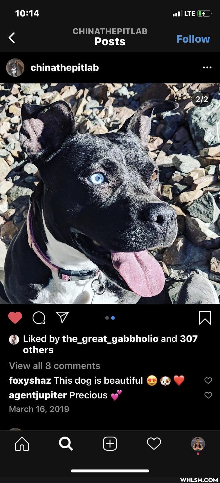 LTE
CHINATHEPITLAB
< Posts Follow chinathepitlab
@ Liked by the_great_gabbholio and 307 others
View all 8 comments
foxyshaz This dog is beautiful agentjupiter Precious
March 16, 2019
aaeo 6