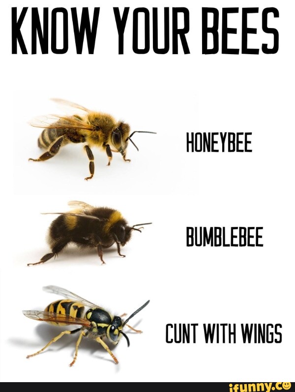 KNOW YOUR BEES OS HONEYBEE BUMBLEBEE CUNT WITH WINGS - iFunny