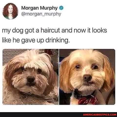 Morgan Murphy @
@morgan murphy
my dog got a haircut and now it looks like he gave up drinking.