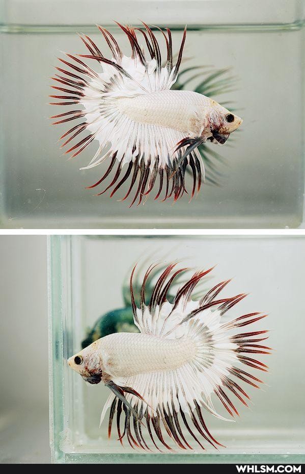 mildly_interesting, amazing, wow, fish