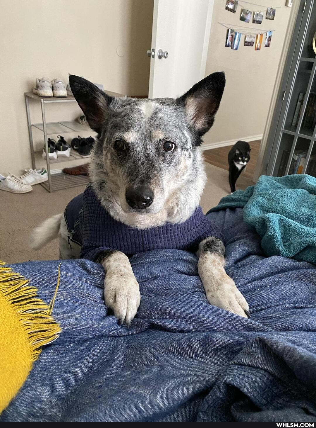 dog, snow, aww, rescue_dog