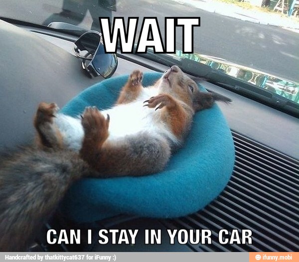 CAN I STAY IN
YOURCARS-~