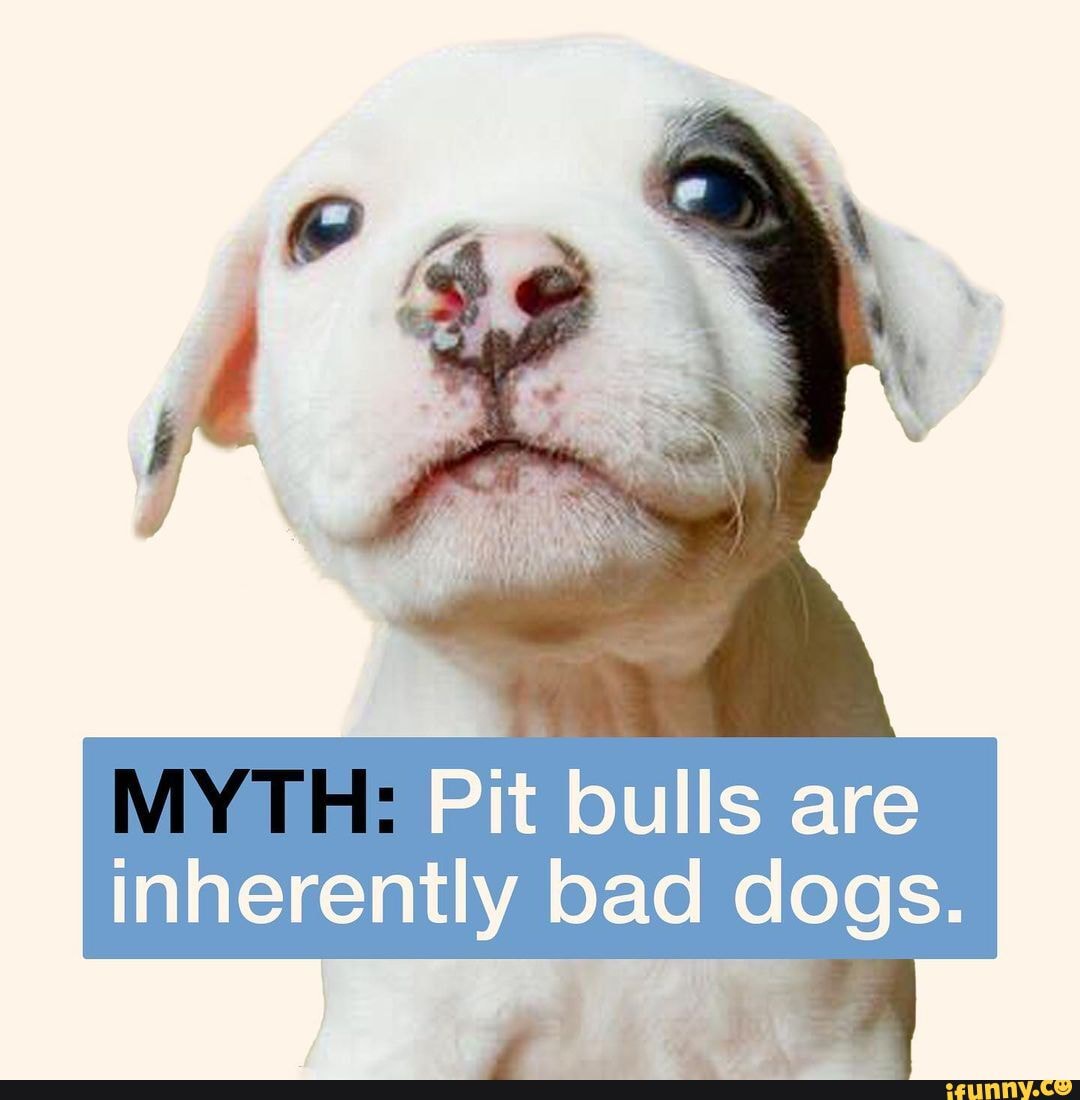 Pit Bulls Have One Of The Highest Euthanasia Rates At Shelters Due To A ...