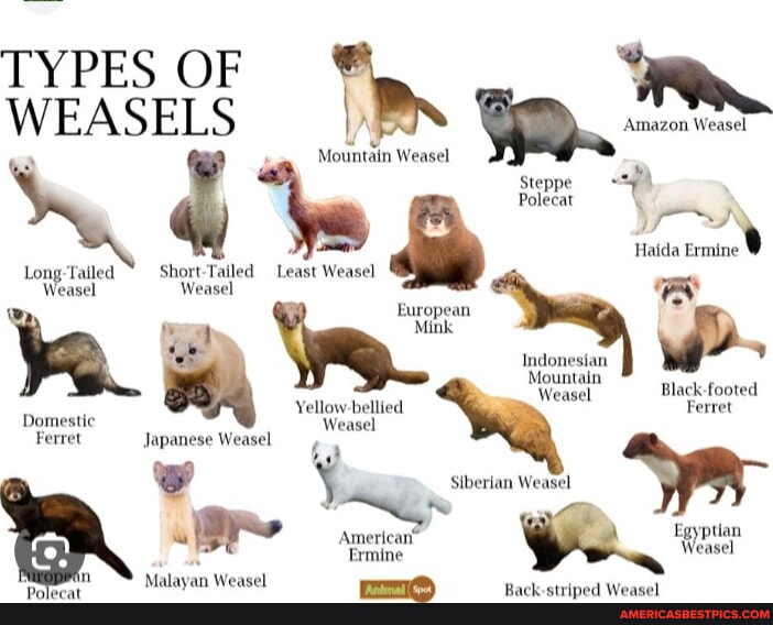 TYPES OF WEASELS Short-Tailed Least Weasel Amazon Weasel Steppe Polerat ...