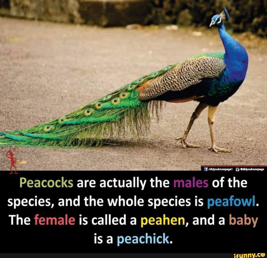 Peacocks are actually the of the species, and the whole species is ...