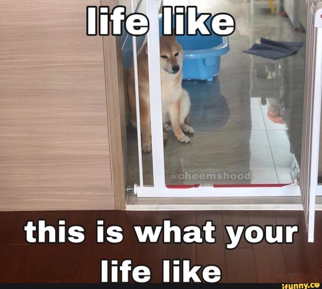 this is what your I life like
