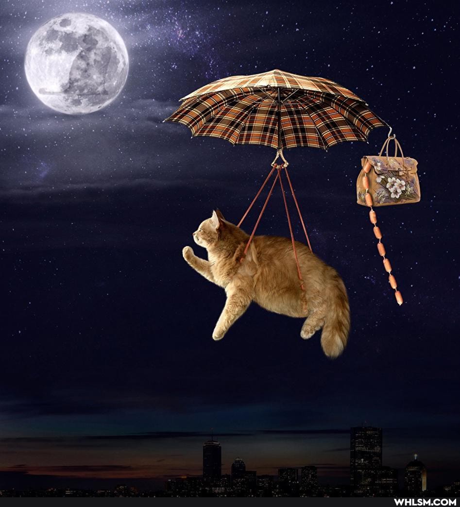 cat, life