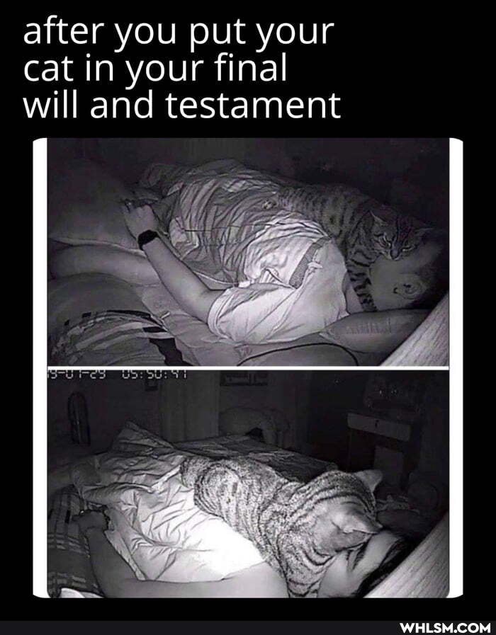 after you put your cat in your final will and testament