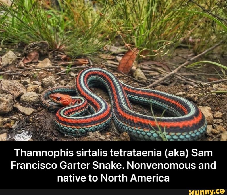 Thamnophis Sirtalis Tetrataenia (aka) Sam Francisco Garter Sn Li ...