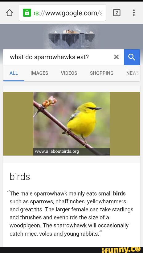 what do sparrowhawks eat? X
ALL IMAGES VIDEOS SHOPPING NEW
"The male sparrowhawk malnly eats small birds
such as sparrows, chaffinches, yellowhammers
and great tits. The larger female can take starlings
and lhrushes and evenbirds the size of a
woodpigeon. The sparrowhawk will occasionally
catch mice, voles and young
rabbits."